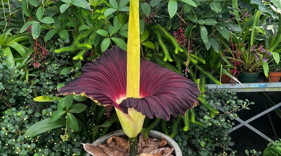 corpse flower open