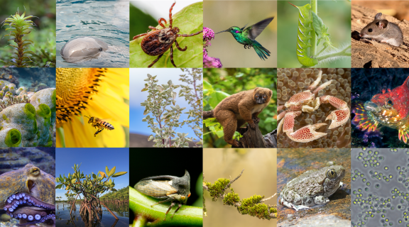 explore sfsu banner organisms