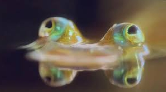 Four-eyed fish 